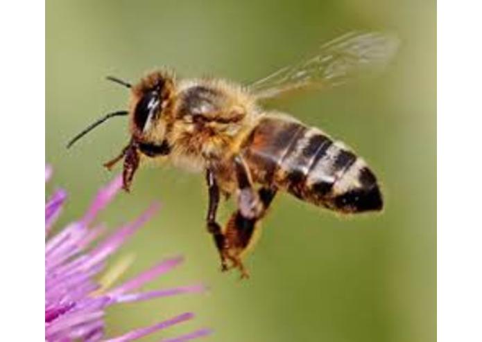alpha4bees.blogspot.co.uk – screenshot 1