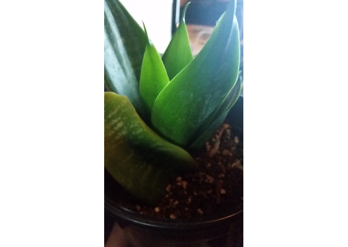 Salutis Vitae (Health of Life) – screenshot 2