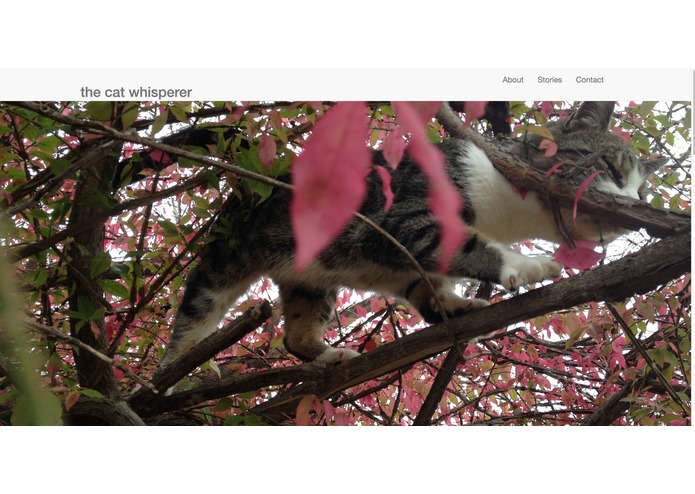 The Cat Whisperer – screenshot 2