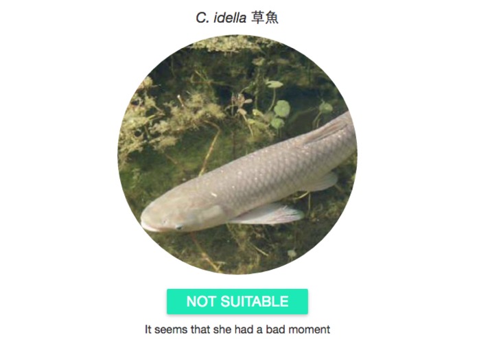 Magicarp – screenshot 5