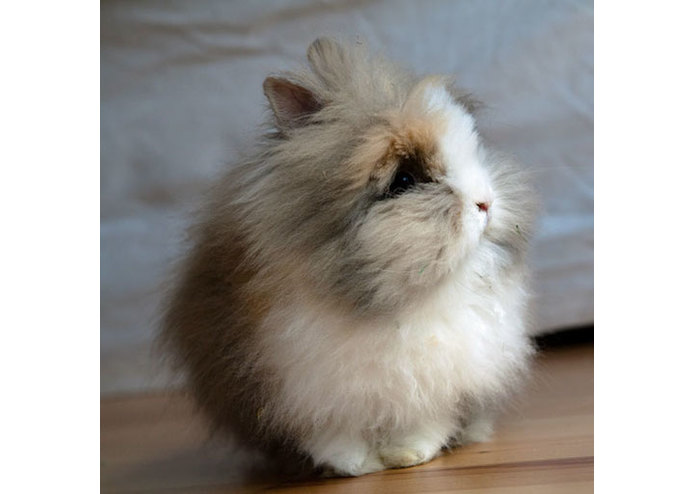 Lannister.club – screenshot 1