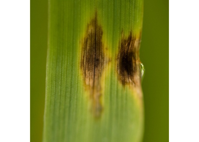 Top Crop – screenshot 1