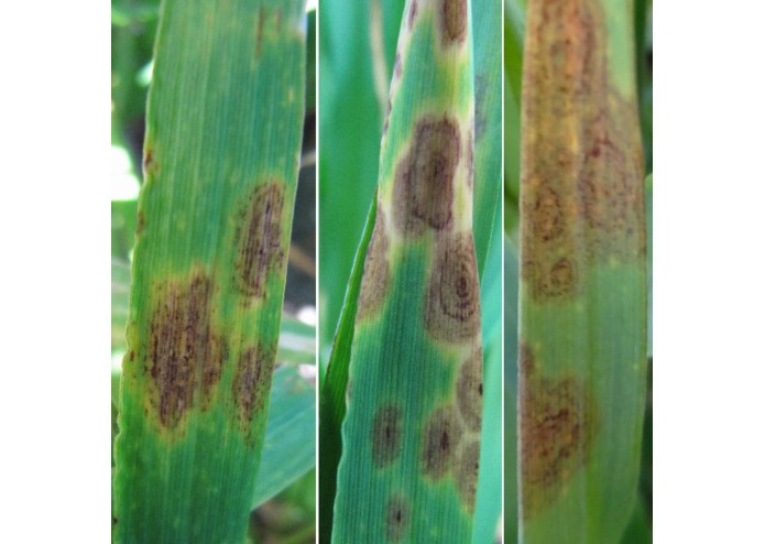 Top Crop – screenshot 3