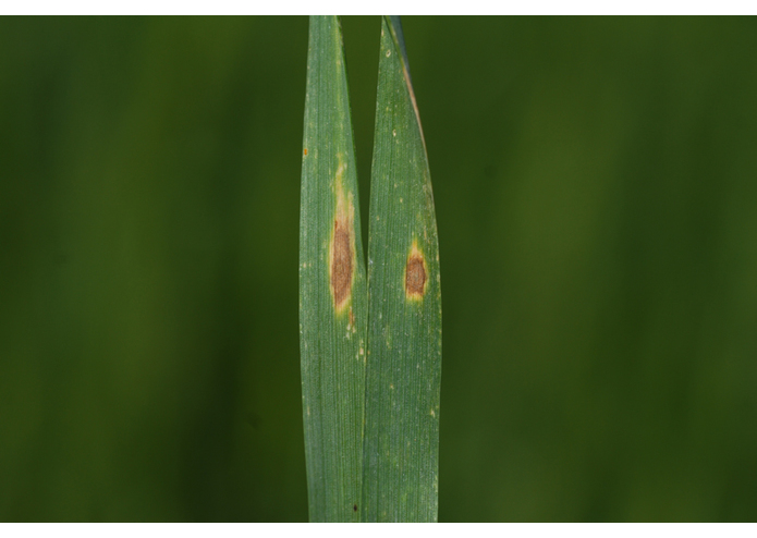 Top Crop – screenshot 5