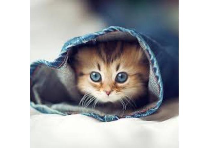 NextKitty(Cat App) – screenshot 1