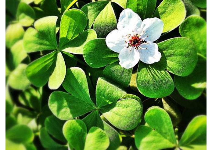 Barn Owl – screenshot 2