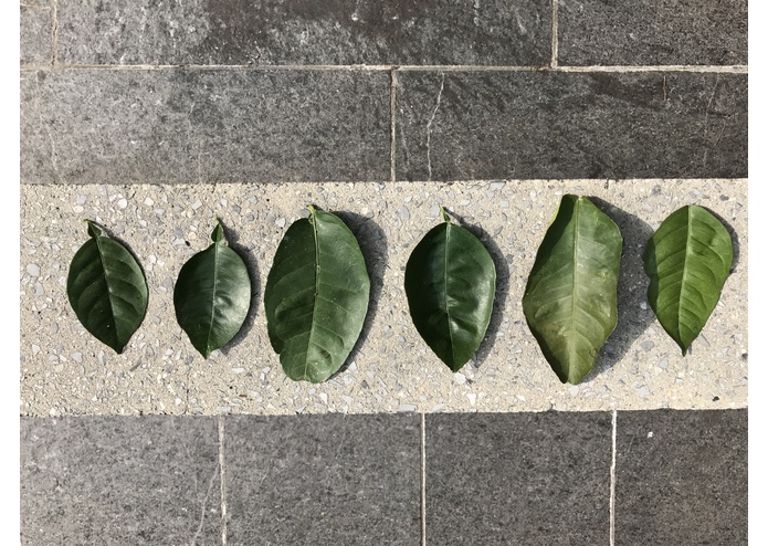 Barn Owl – screenshot 6