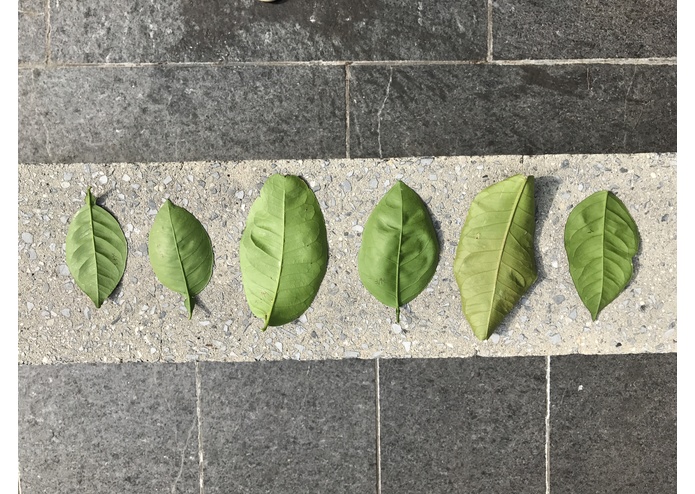 Barn Owl – screenshot 7