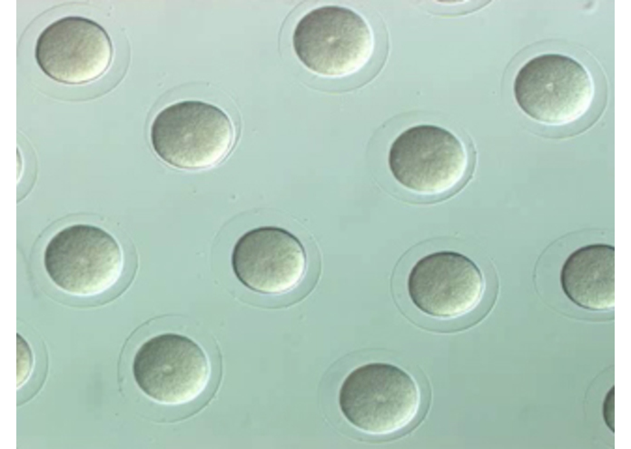 BioCounter – screenshot 2