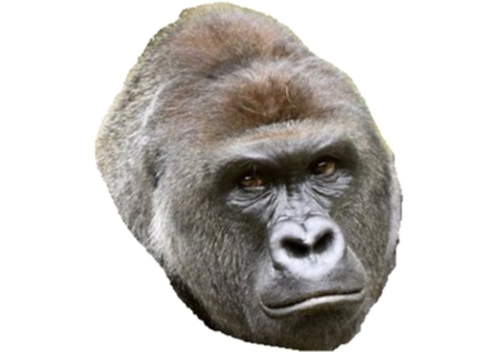 RIP-Harambe – screenshot 1