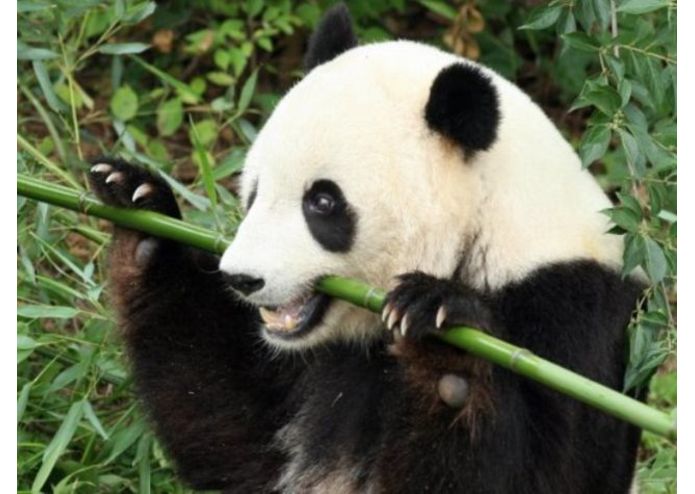 PandVi – screenshot 1