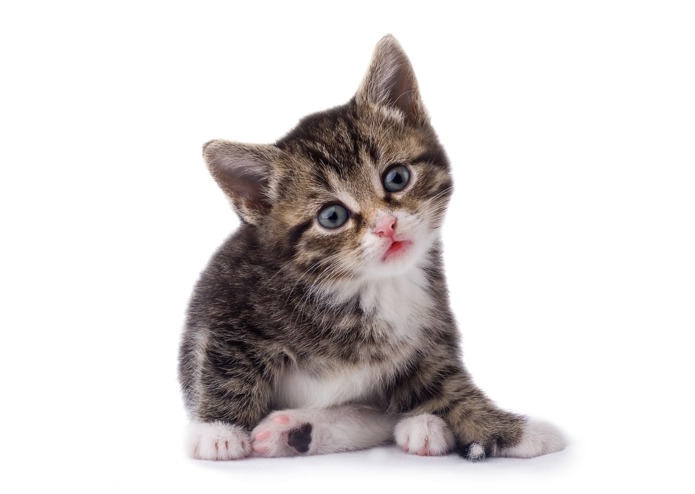 haptikitten – screenshot 1