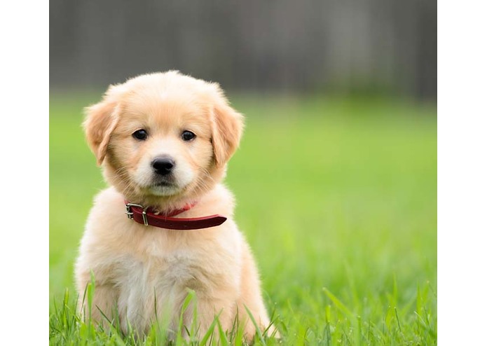 Puppy Time – screenshot 1