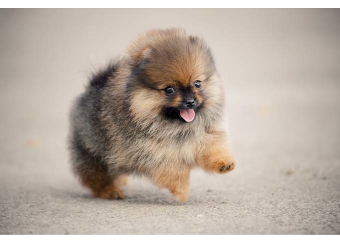 Puppy Time – screenshot 2