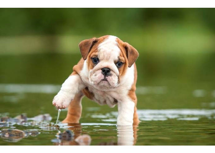 Puppy Time – screenshot 3