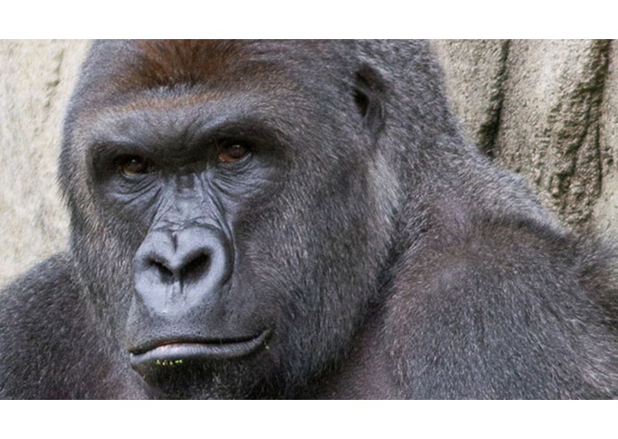 Hearts Out for Harambe – screenshot 1