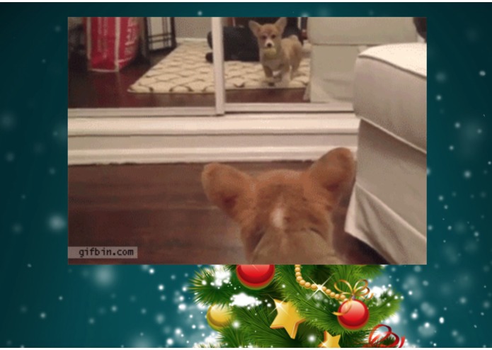 Funny Animal – screenshot 1