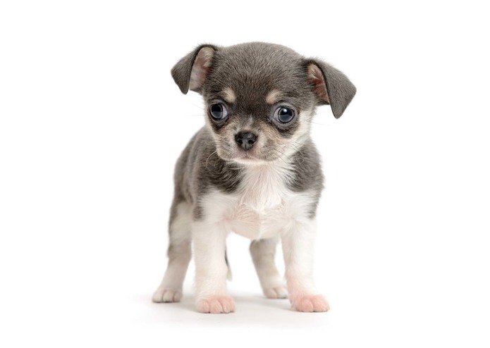 Dr.Simmons – screenshot 1