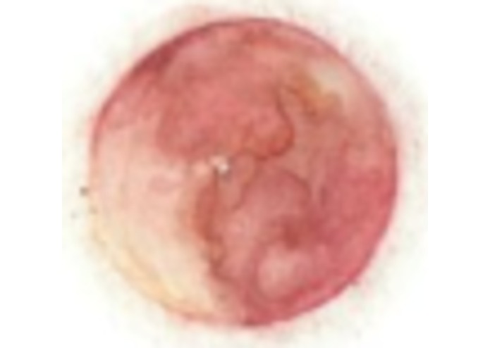 Space Cat – screenshot 3