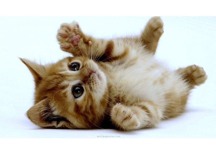 Kittens – screenshot 1