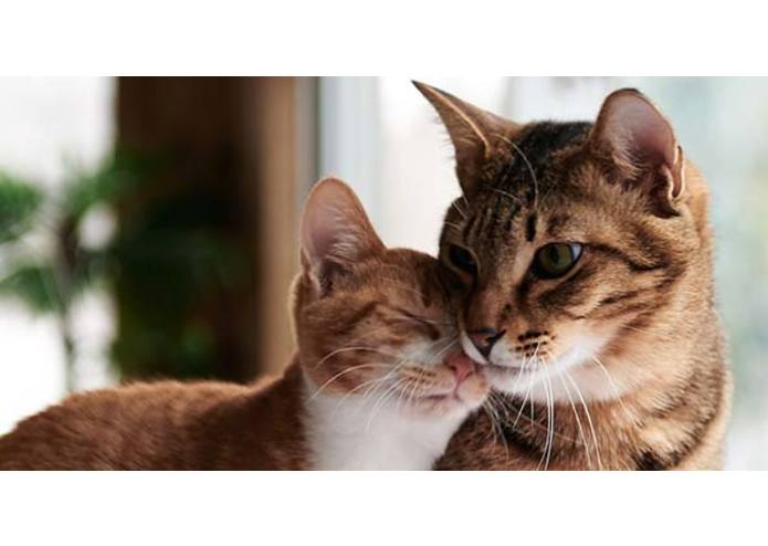 Cat Punspiration – screenshot 1