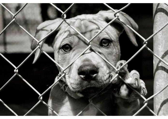 Animal Cruelty – screenshot 1