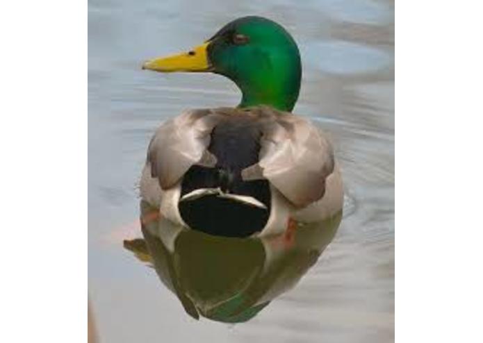 {14} Committed - Colvert – screenshot 1