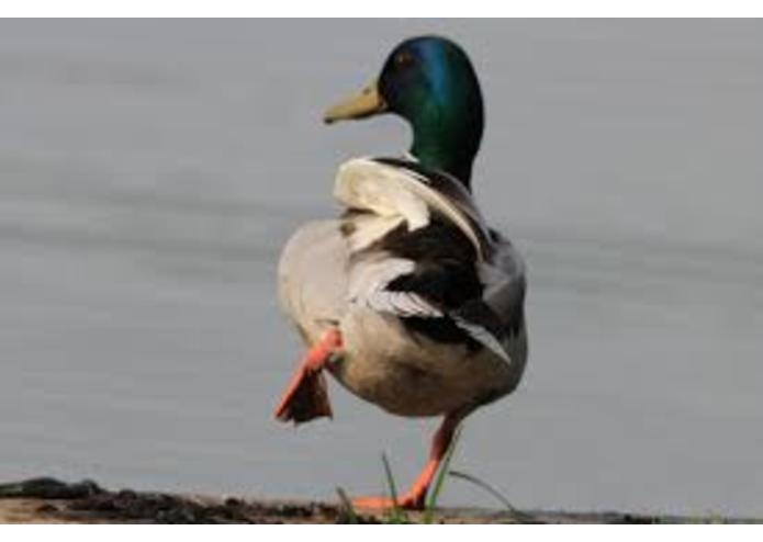 {14} Committed - Colvert – screenshot 2