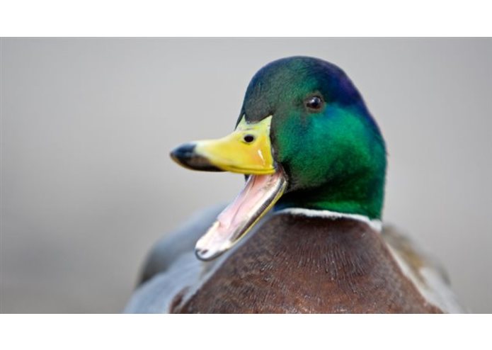 {14} Committed - Colvert – screenshot 3