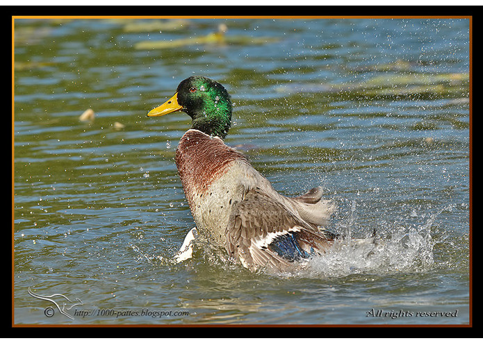 {14} Committed - Colvert – screenshot 4