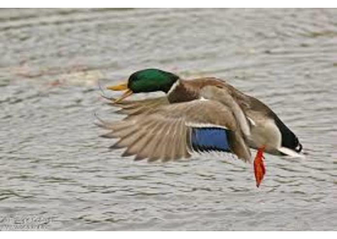 {14} Committed - Colvert – screenshot 6