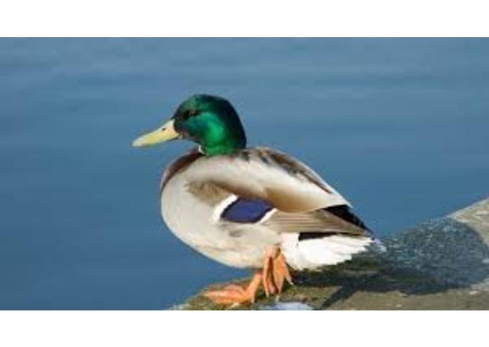 {14} Committed - Colvert – screenshot 7