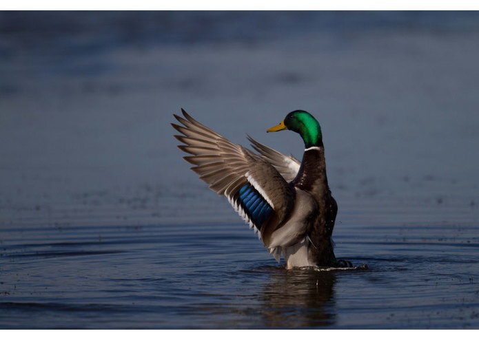 {14} Committed - Colvert – screenshot 8