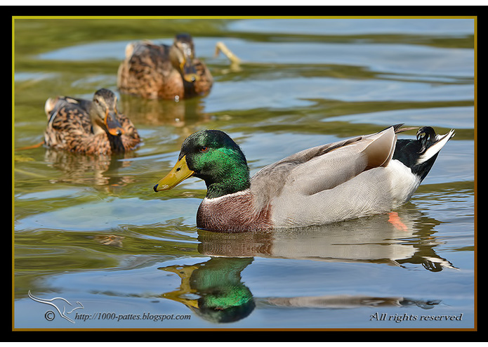 {14} Committed - Colvert – screenshot 9