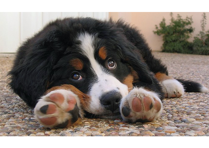 Companionate – screenshot 1