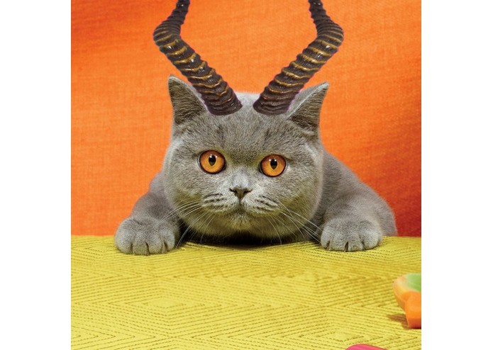 Pic Purfect – screenshot 4