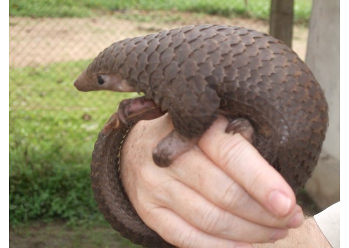 End Wildlife Trafficking website – screenshot 2