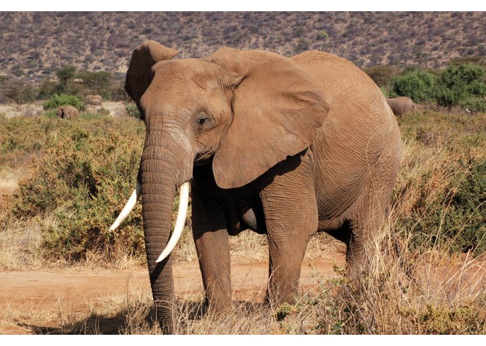 End Wildlife Trafficking website – screenshot 4