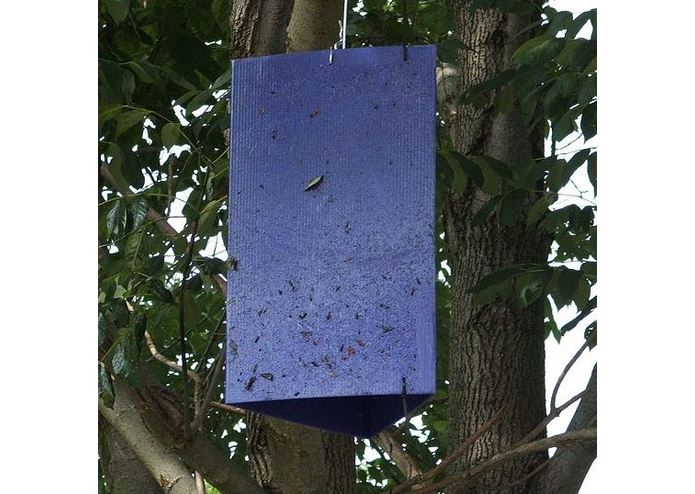 Internet of Trees – screenshot 1