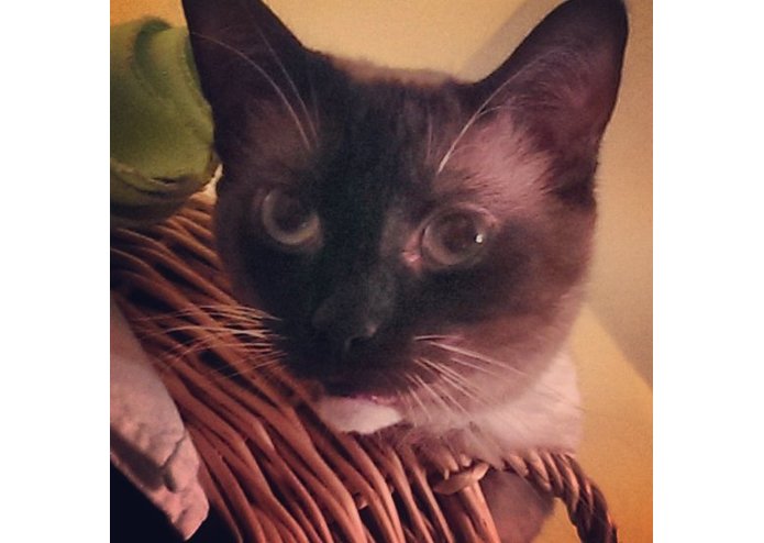 Where's Whiskers? – screenshot 1