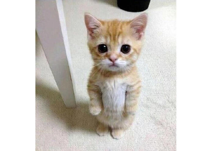 AnimalBook – screenshot 3