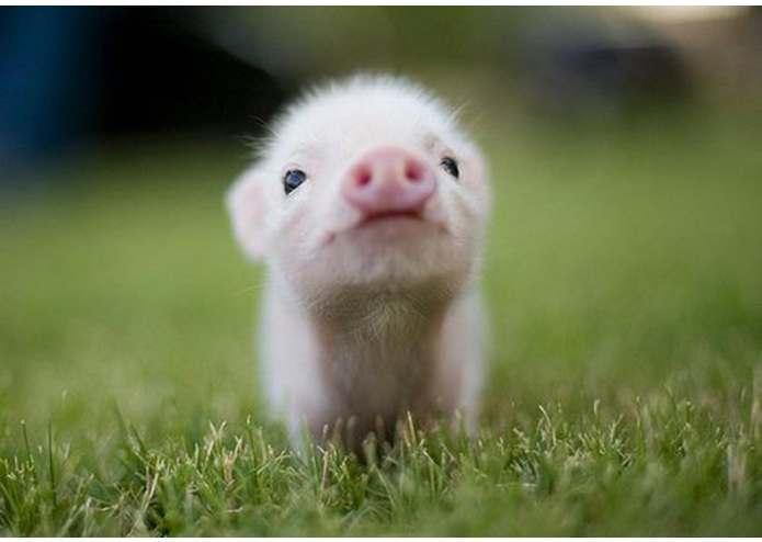 AnimalBook – screenshot 2