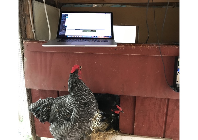 Chicken Scoop – screenshot 3