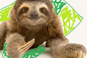 Stocksloth