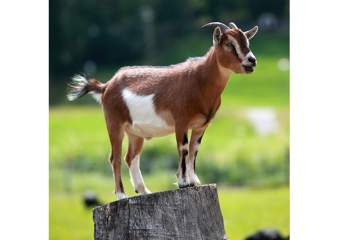 Bangla Animal Word – screenshot 4