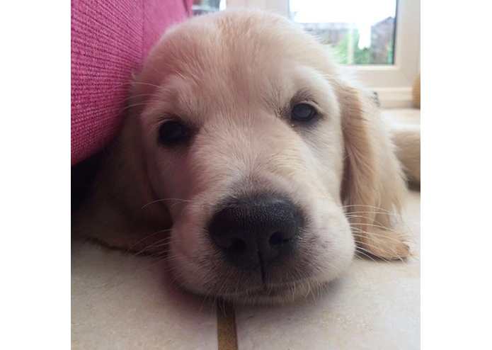 Dog Food for Alexa Skills – screenshot 1