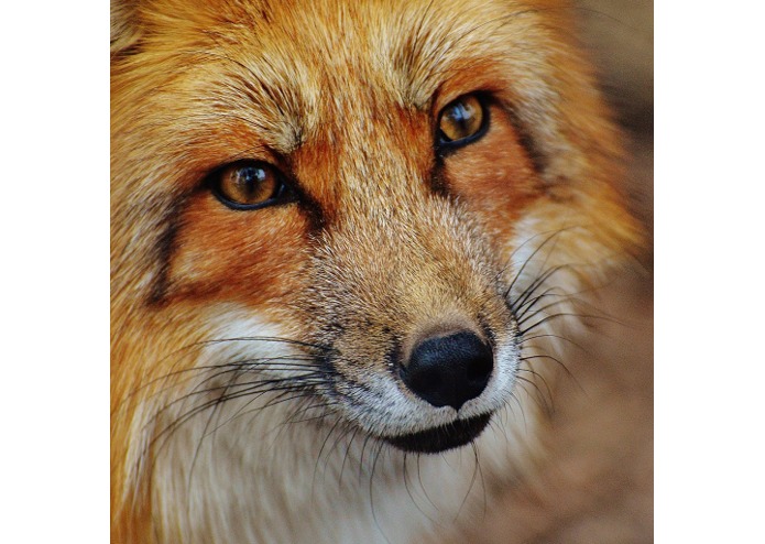 I Spy – screenshot 1