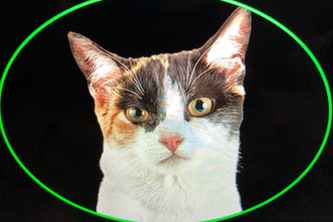 InterMeow