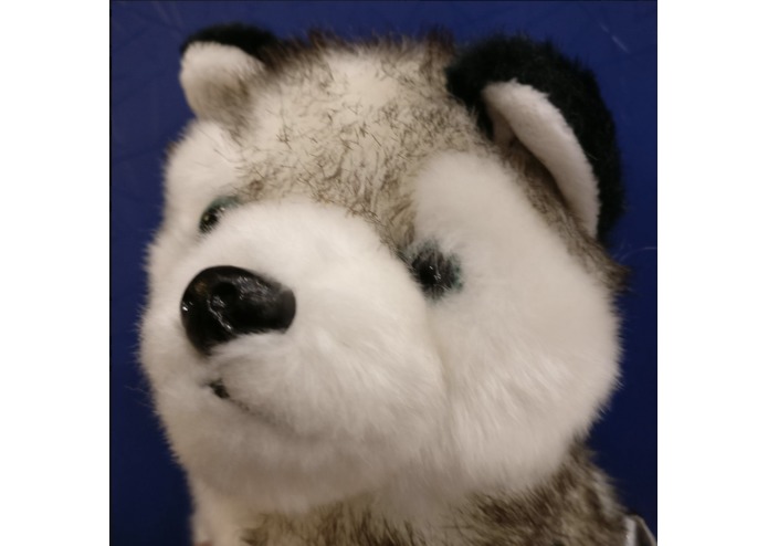 AJ Huggable Husky – screenshot 1