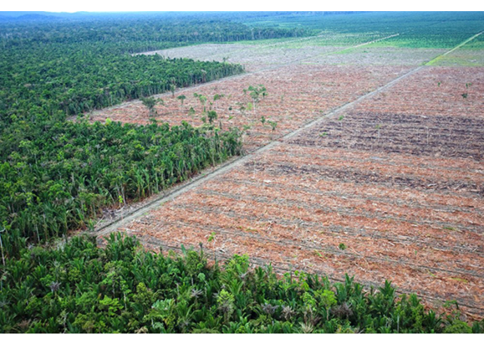 CryptoForests – screenshot 1